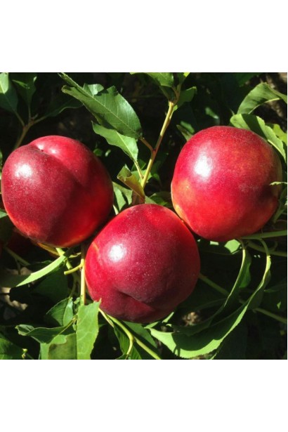 Нектарин середньо-пізній Алітоп